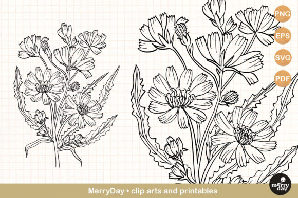 Download Chicory Summer Flower Clip Art Svg - Svg Collection